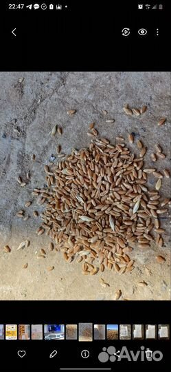 Пшеница 3 класс