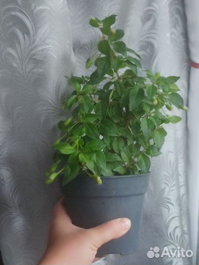 Фуксия Анабель