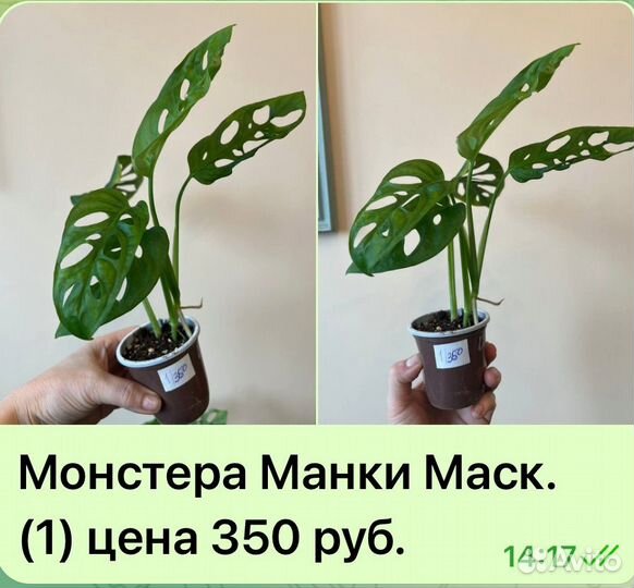Монстера Манки Маск