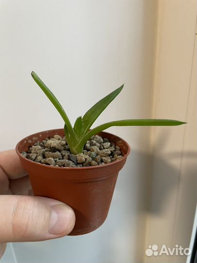 Хавортия, алоэ вера, кактус скалистый, гастерия