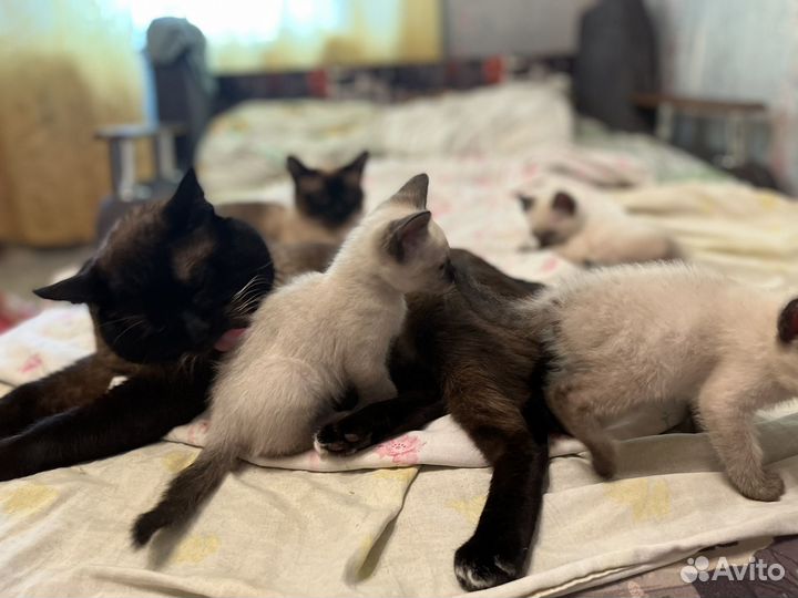 Такйские котята