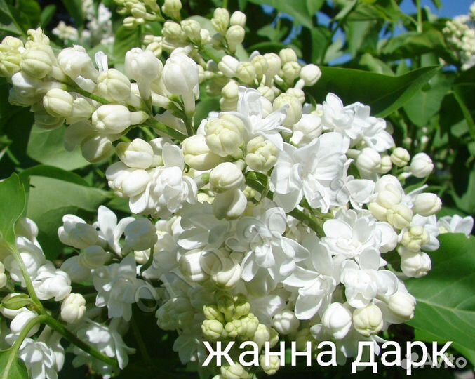 Саженцы сортовой сирени