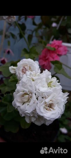 Пеларгония герань