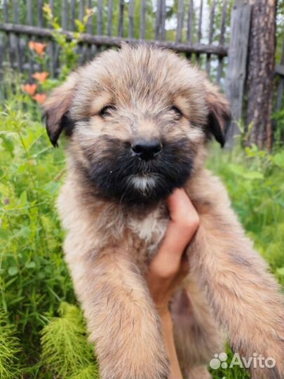 Замечательные щенки