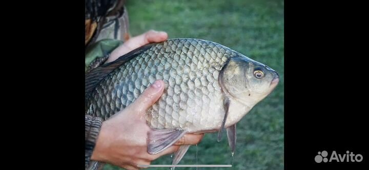 Карась живой опт