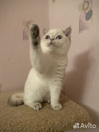 Британская