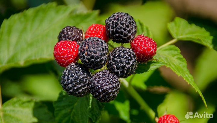 Плети малины Кумберленд