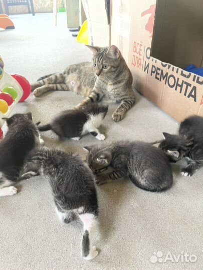 Котята в добрые руки