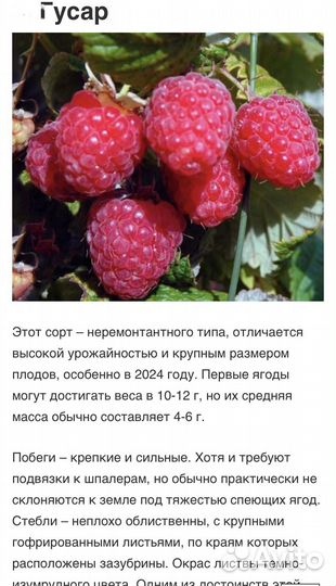 Саженцы малины