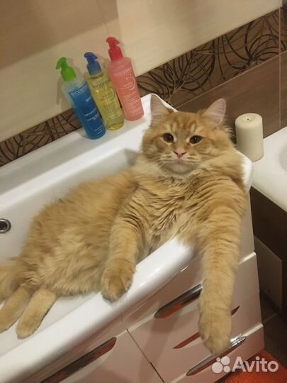 Рыжий кот