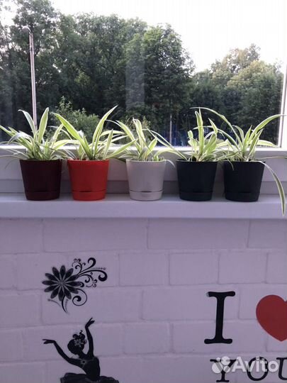 Молодые хлорофитумы