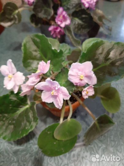 Сортовые фиалки