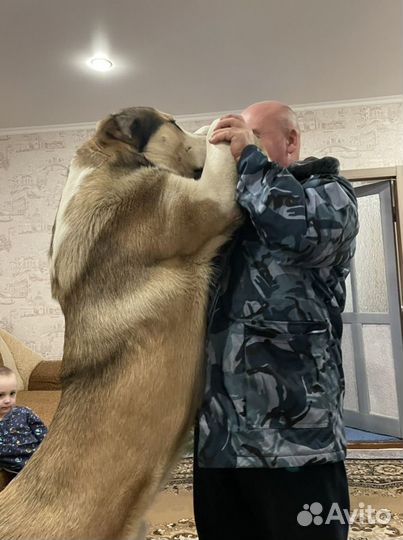 Вязка алабай