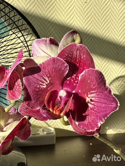 Орхидея фаленопсис бабочка Cherry bomb