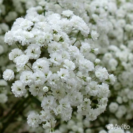 Дельфиниум (рассада) цветы садовые