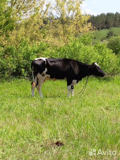 Корова стельная дойная