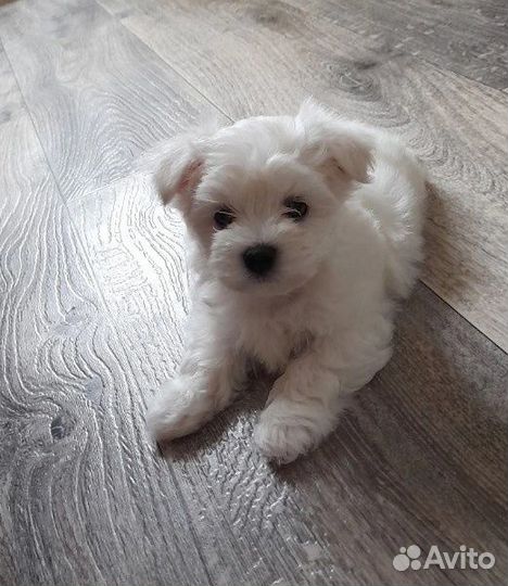 Щенки мальтезе