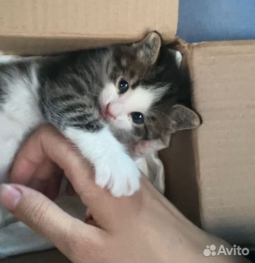 Котик бесплатно