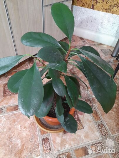 Сортовые фикусы