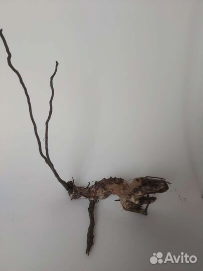 Коряги корни для аквариума / террариума