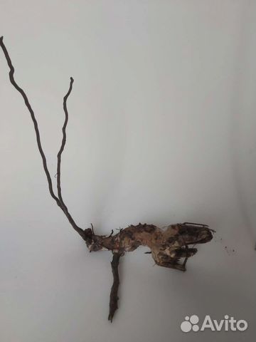 Коряги корни для аквариума / террариума