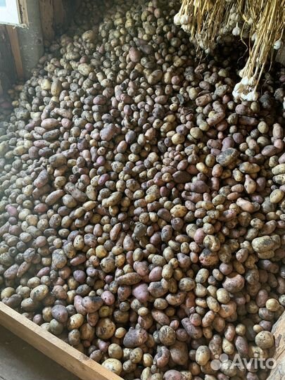 Продам картофель