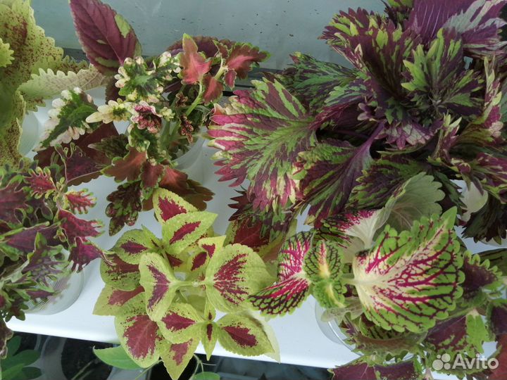 Колеусы, срез