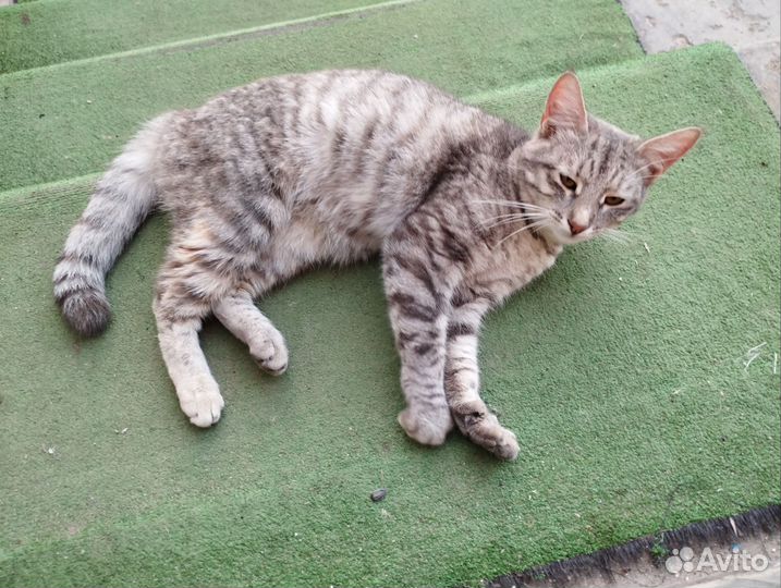Кошка в добрые руки
