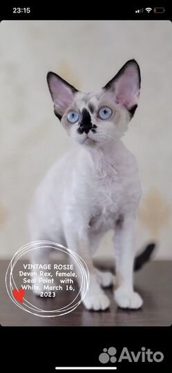Девон-рекс голубоглазая девочка