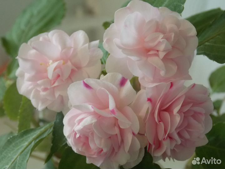 Бальзамин махровый