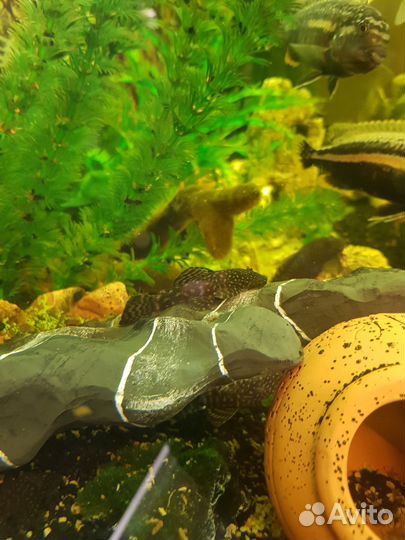 Аквариумные рыбки