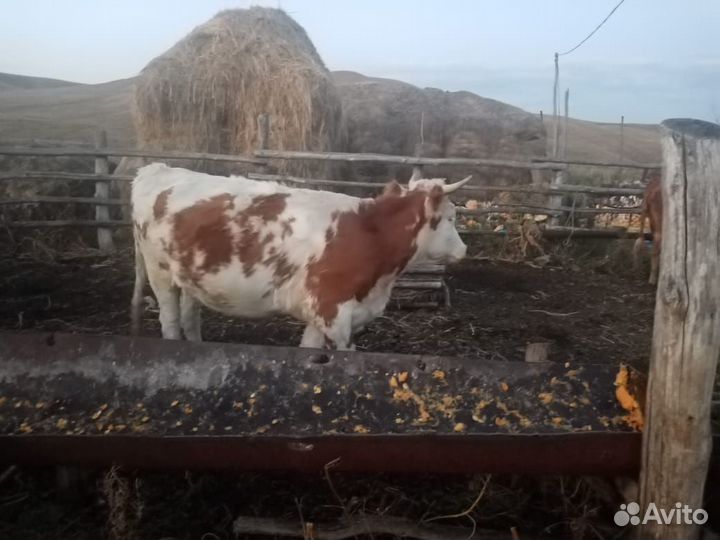 Телка 1.8 года