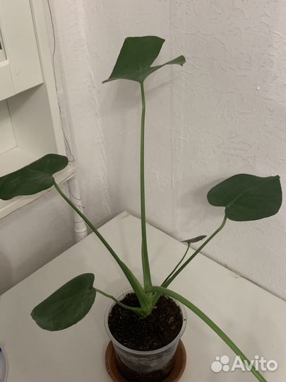 Монстера, целое растение