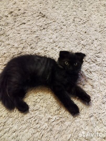 Кошки мейн-кун