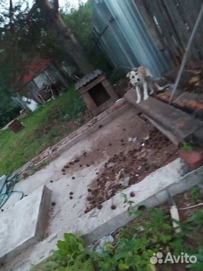 Собака в добрые руки