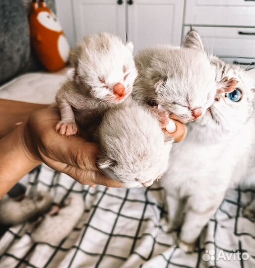 Котята скоттиш страйт