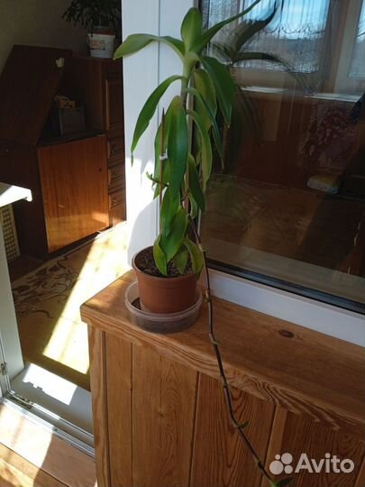 Растение золотой ус