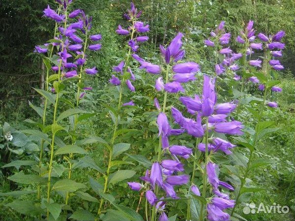 Колокольчик