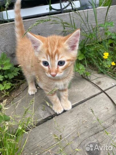 Котенок в дар бесплатно