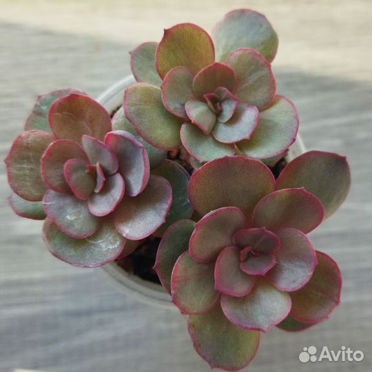 Суккуленты 2