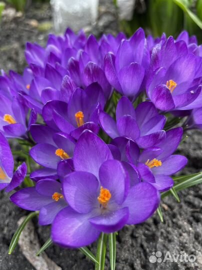 Луковицы крокусов