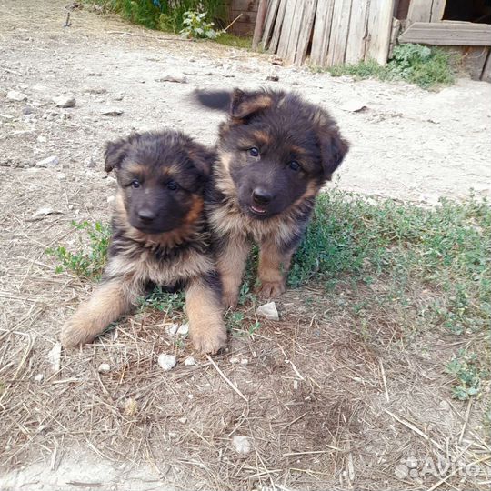 Щенки немецкой овчарки