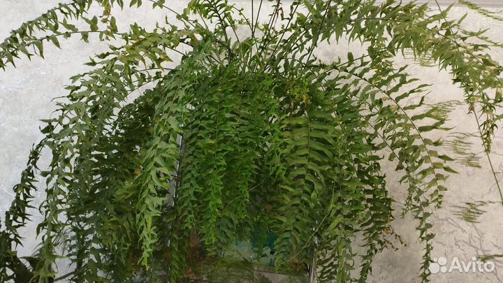 Нефролепис