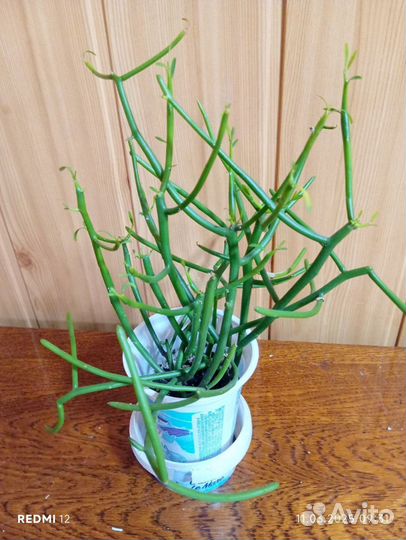 Комнатные цветы