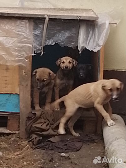 Щенок ищет дом