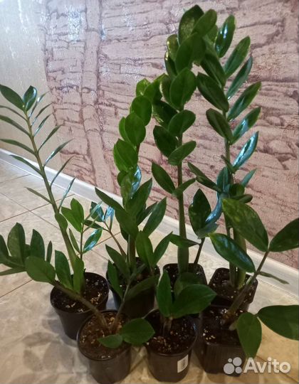 Замиокулькас долларовое дерево