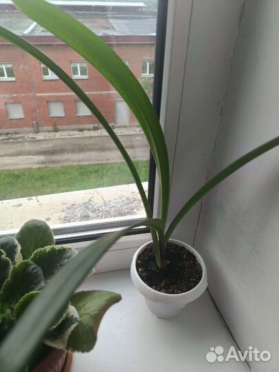 Аморалис