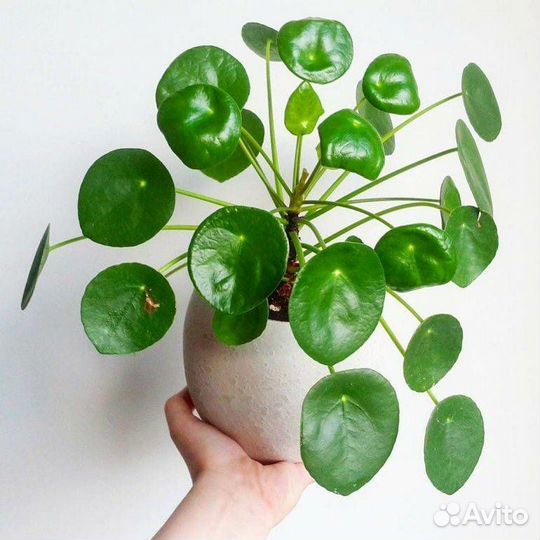 Комнатные цветы