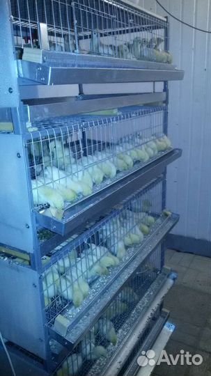 Клетки для перепелов