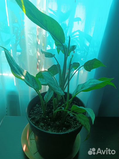 Комнатные растения